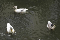 kasteelfeesten-lopen-12