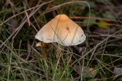 achter-de-dennen-29