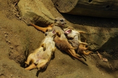 DSCN5062
